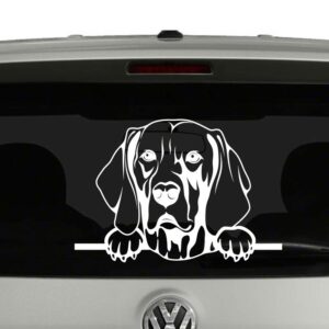 Weimaraner Dog Peeking Vinyl Decal Sticker