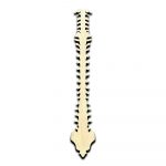 Spine Cut Out Unfinished Wood Shape Craft Supply